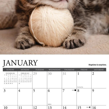 Willow Creek What Kittens Teach Us Kalender 2027