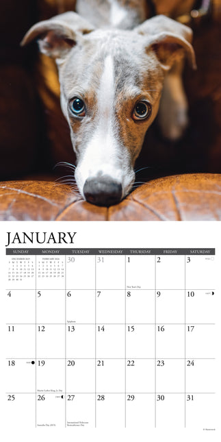 Willow Creek Whippet Kalender 2026