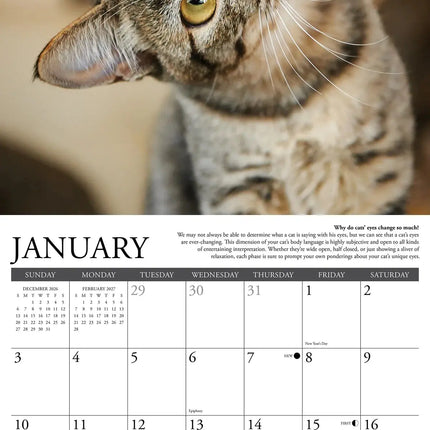 Willow Creek Why Cats Do That Kalender 2027