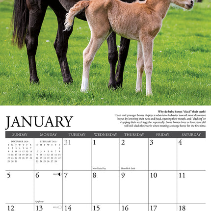 Willow Creek Why Horses Do That Kalender 2025