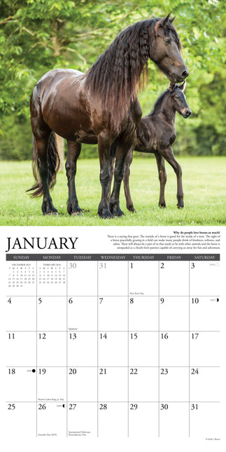 Willow Creek Why Horses Do That Kalender 2026