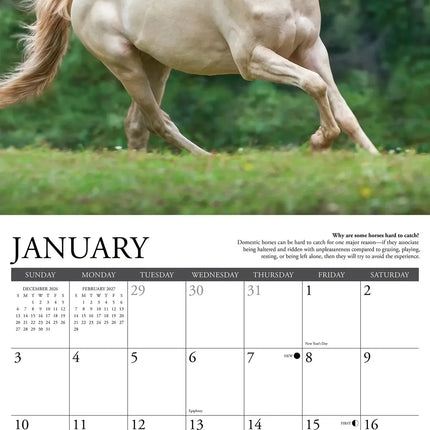 Willow Creek Why Horses Do That Kalender 2027