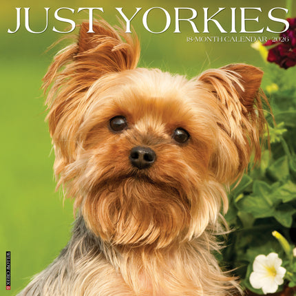 Willow Creek Yorkshire Terrier Kalender 2027
