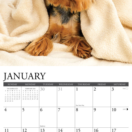 Willow Creek Yorkshire Terrier Kalender 2027
