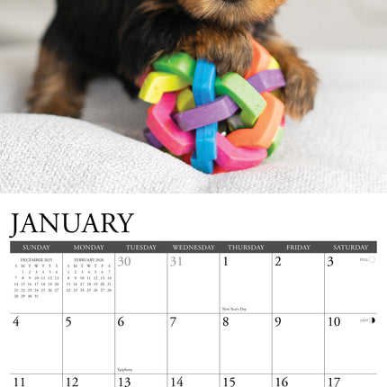 Willow Creek Yorkshire Terrier Puppies Kalender 2026