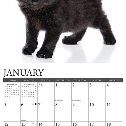 Willow Creek Zwarte Kittens Kalender 2025