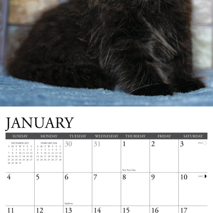 Willow Creek Zwarte Kittens Kalender 2026